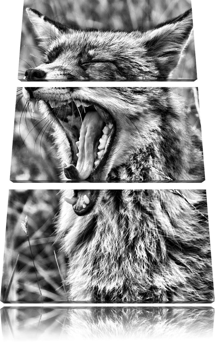 Pixxprint müder Fuchs auf Wildwiese als Leinwandbild/Grösse: 3 Teilig (120x80) cm/Wandbild/Kunstdruc