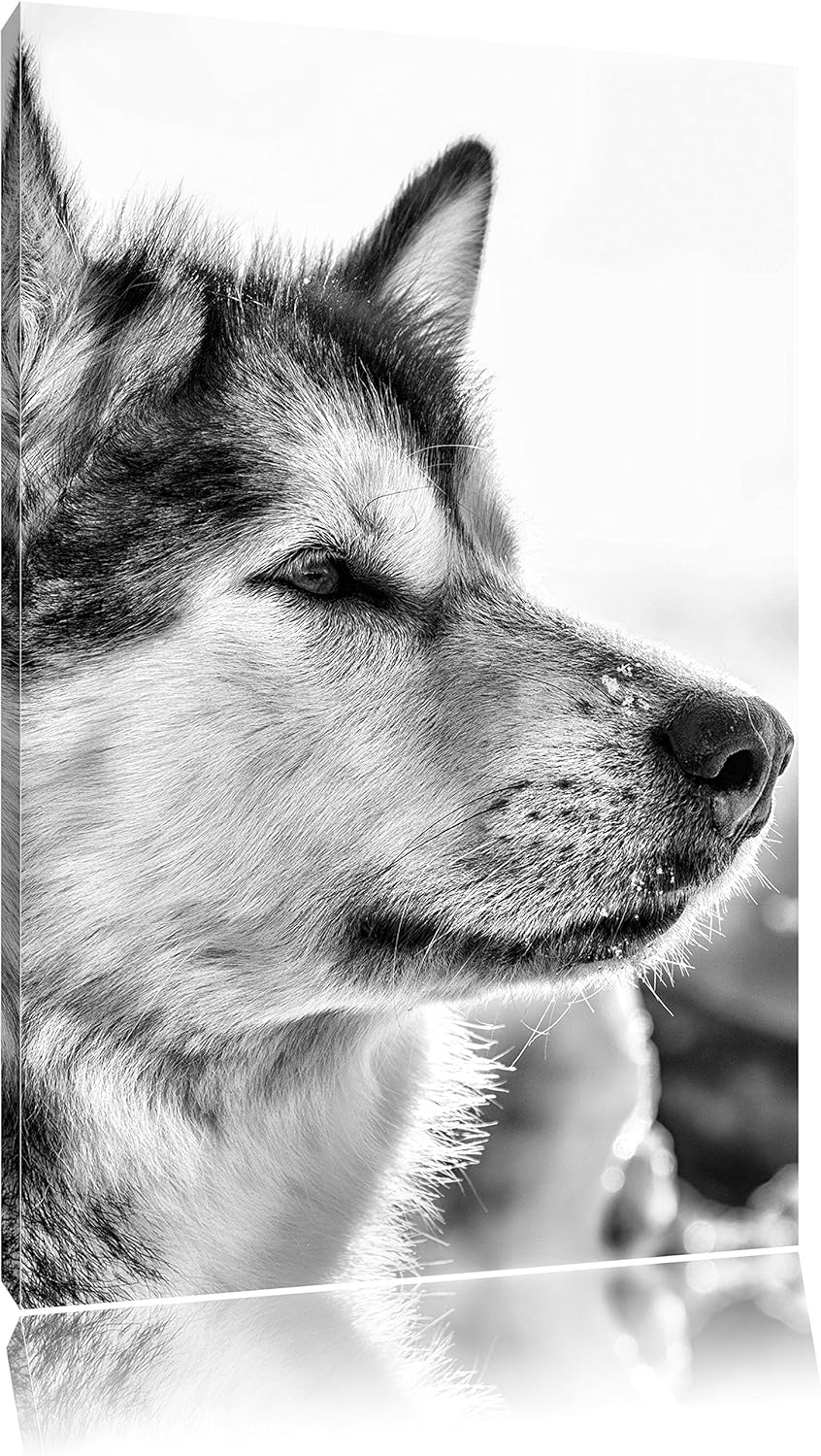 Pixxprint Husky im Schnee als Leinwandbild/Grösse: 100x70 cm/Wandbild/Kunstdruck/fertig bespannt, 10