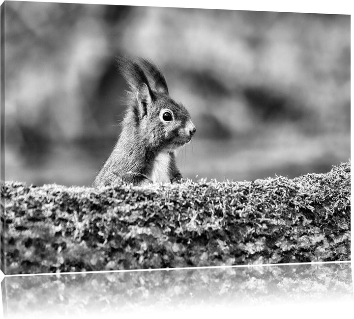 Pixxprint Eichhörnchen hinter Baumstamm als Leinwandbild/Grösse: 100x70 / Wandbild/Kunstdruck/fertig