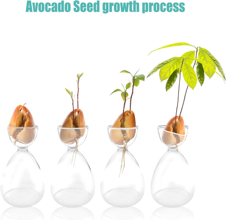 2 Stück Avocado-Samen, Sprossen, Starter-Vase, Avocado-Baum-Anbau-Set, Glasvasen, Gartensamen, Start