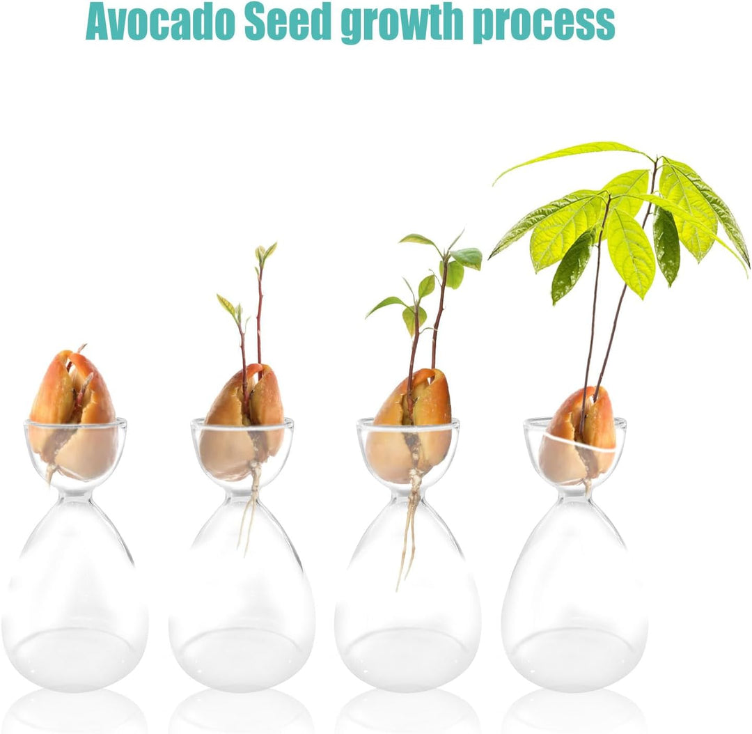 2 Stück Avocado-Samen, Sprossen, Starter-Vase, Avocado-Baum-Anbau-Set, Glasvasen, Gartensamen, Start