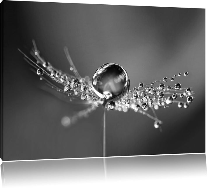 Pixxprint Wassertropfen auf Einer Pusteblume als Leinwandbild/Grösse: 100x70 / Wandbild/Kunstdruck/f