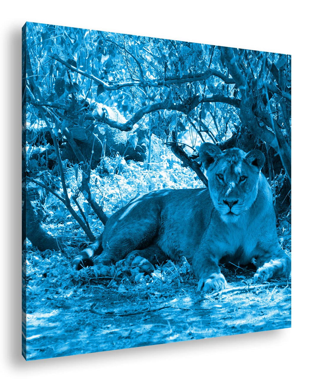 deyoli ruhige Löwin Format: 60x60 Effekt: Monocrome Blau als Leinwandbild, Motiv fertig gerahmt auf