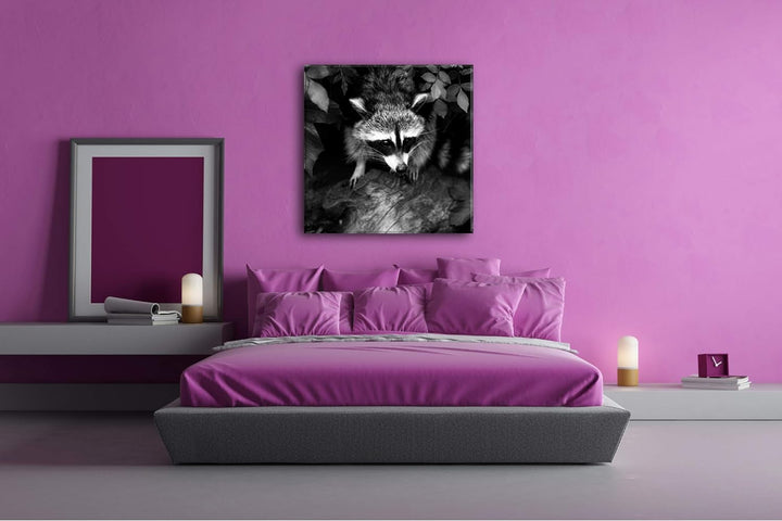 deyoli Kleiner süsser Waschbär Format: 60x60 Effekt: Schwarz&Weiss als Leinwandbild, Motiv fertig ge