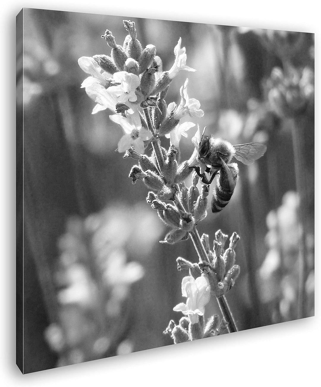 deyoli Blühender Lavendel Format: 60x60 Effekt: Schwarz&Weiss als Leinwandbild, Motiv fertig gerahmt