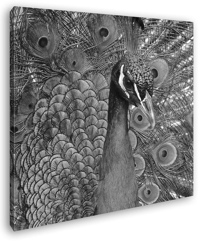 deyoli Bezaubernder Pfau Format: 70x70 Effekt: Schwarz&Weiss als Leinwandbild, Motiv fertig gerahmt
