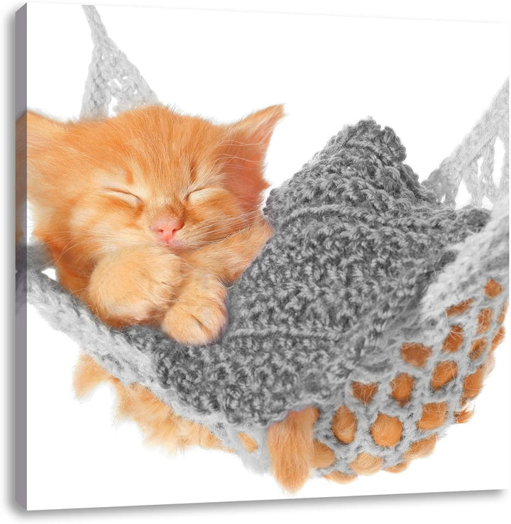 Pixxprint Katzenbaby in Hängematte als Leinwandbild Quadratisch/Grösse: 70x70 / Wandbild/Kunstdruck/