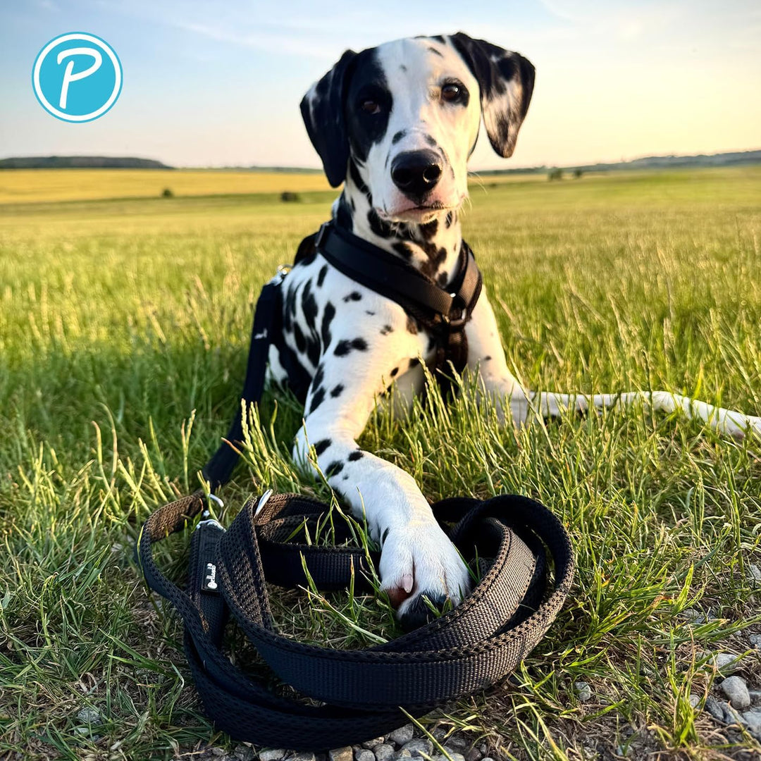 Petlando Hundegeschirr gepolstert, Mesh Y-Comfort, weich, stufenlos verstellbar, besonders leicht &amp;