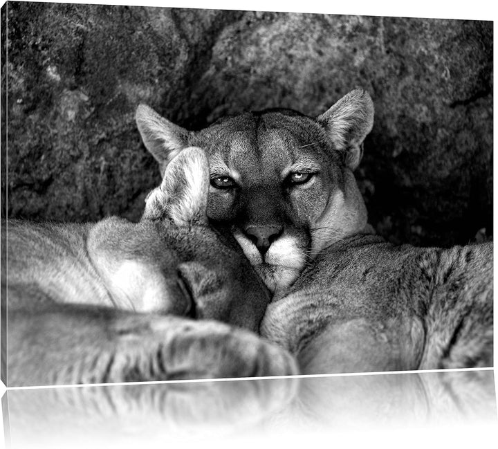 Pixxprint verschlafenes Puma Paar Kunst B&W als Leinwandbild/Grösse: 100x70 / Wandbild/Kunstdruck/fe