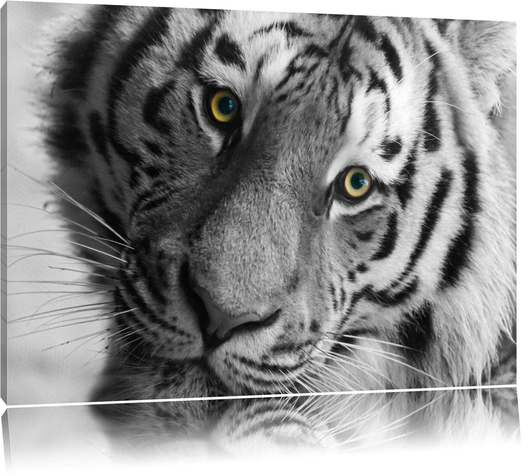 Pixxprint bildschöner Tiger schwarz/weiss auf Leinwand, XXL riesige Bilder fertig gerahmt mit Keilra