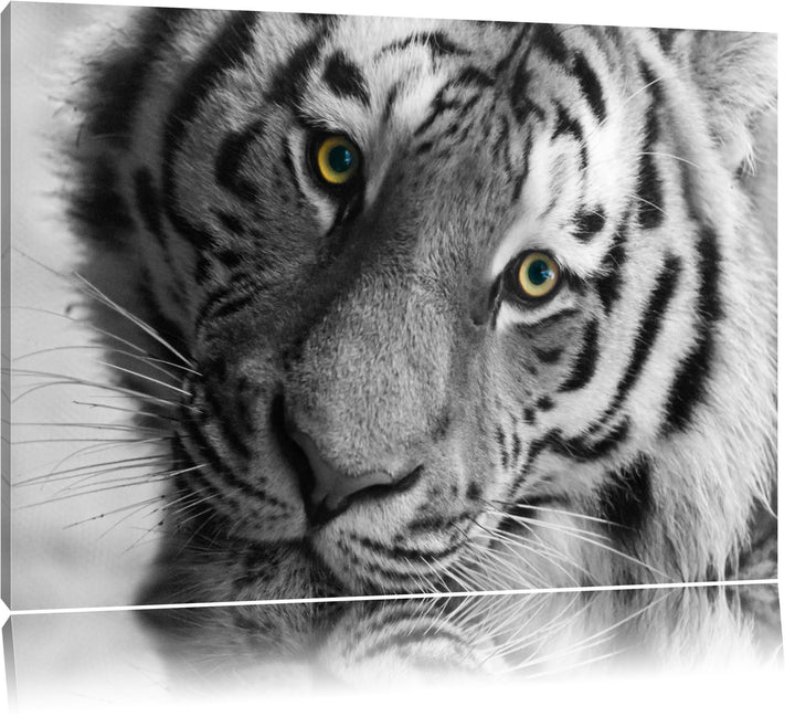 Pixxprint bildschöner Tiger schwarz/weiss auf Leinwand, XXL riesige Bilder fertig gerahmt mit Keilra