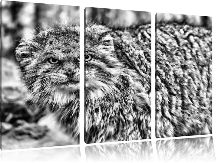 Pixxprint wütende Manul / 3-Teilig/Gesamtmass 120cm Leinwandbild bespannt auf Holzrahmen/Wandbild Ku