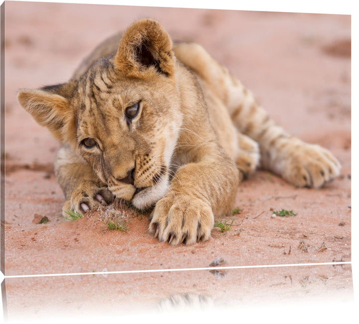 Löwenbaby spielt Format: 100x70 auf Leinwand, XXL riesige Bilder fertig gerahmt mit Keilrahmen, Kuns
