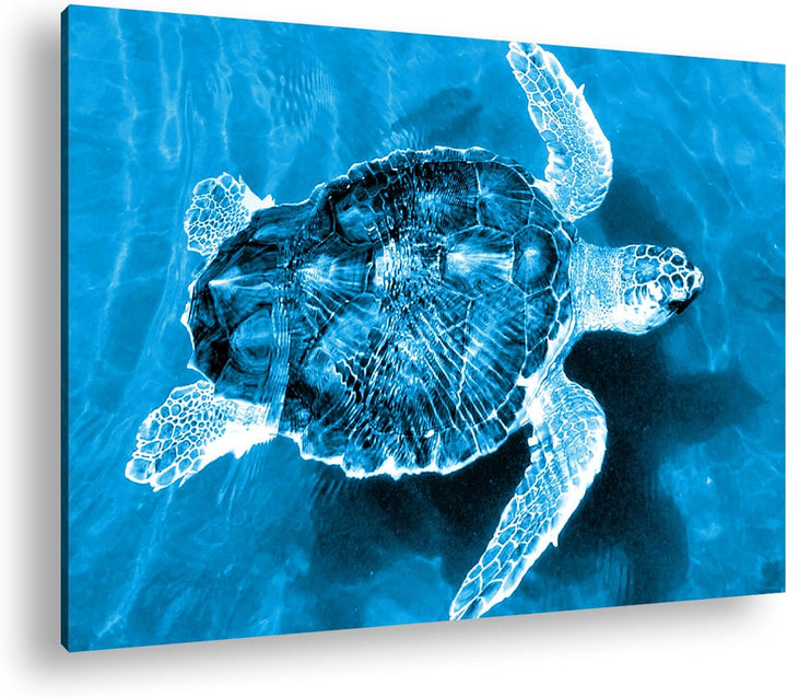 deyoli liebenswerte Schildkröte Format 80x60 Effekt: Monocrome Blau als Leinwandbild, Motiv fertig g