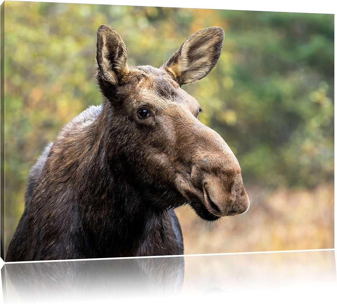 Pixxprint Elch im Wald, Format: 100x70 auf Leinwand, XXL riesige Bilder fertig gerahmt mit Keilrahme