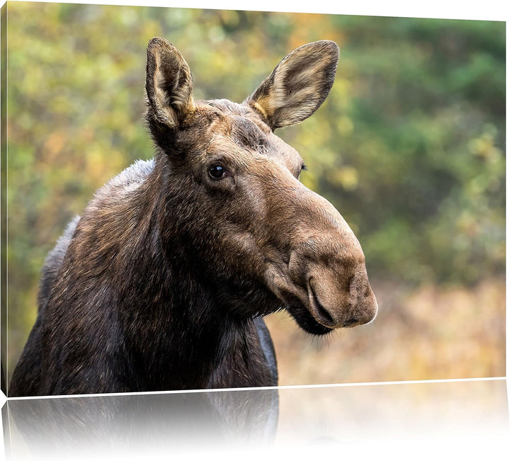 Pixxprint Elch im Wald, Format: 100x70 auf Leinwand, XXL riesige Bilder fertig gerahmt mit Keilrahme