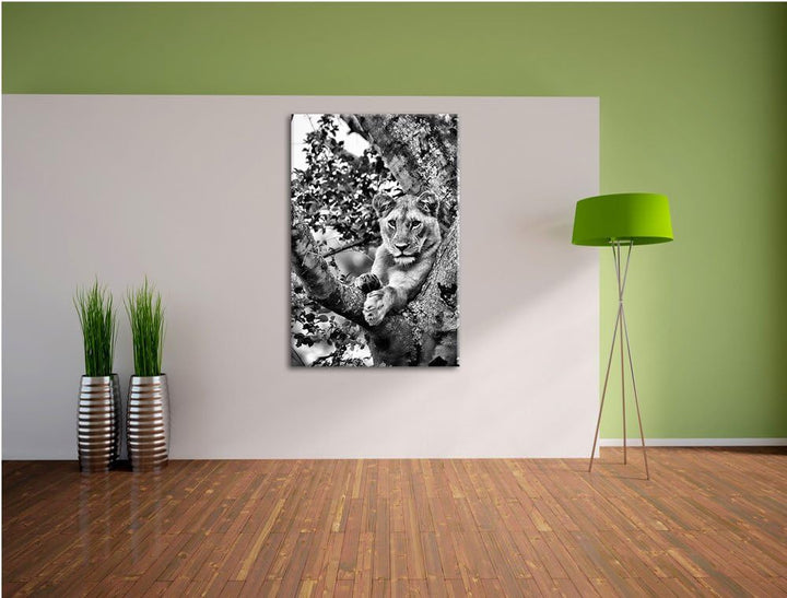 Pixxprint schöne Löwin auf Baum als Leinwandbild/Grösse: 100x70 / Wandbild/Kunstdruck/fertig bespann