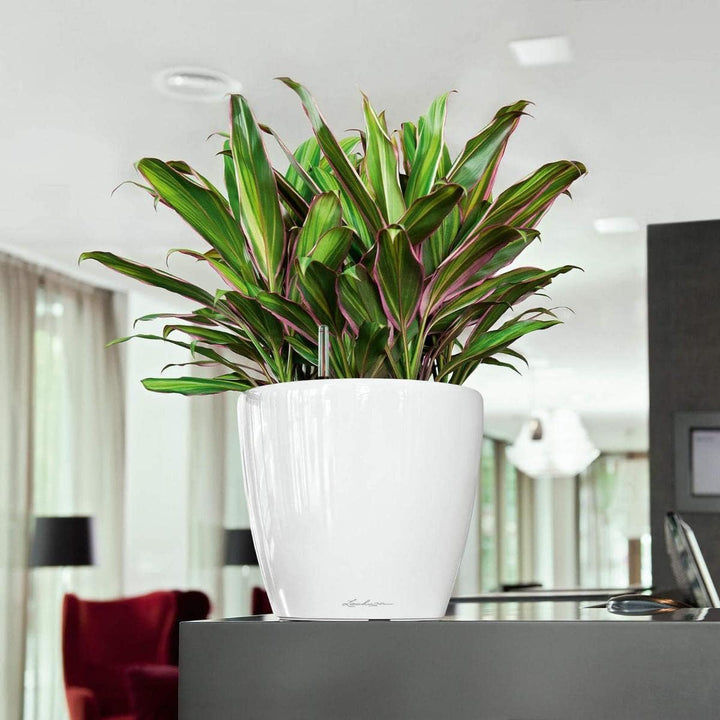 LECHUZA CLASSICO Premium LS 28 weiss hochglanz 16040 28.5x28.5x26 cm Weiss Hochglanz Einzel, 28.5x28