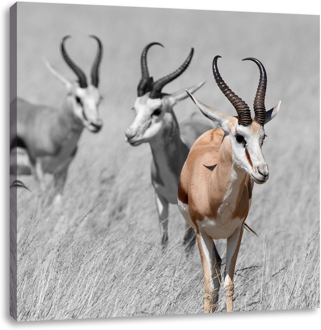 Pixxprint Tiere in Savanne Rehe Afrika / 70x70cm Leinwandbild bespannt auf Holzrahmen/Wandbild Kunst