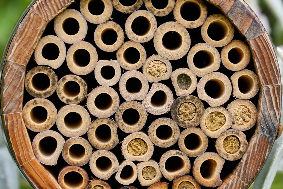 Wildlife World Bienenfass für Einzelbienen Einzelbett, Einzelbett