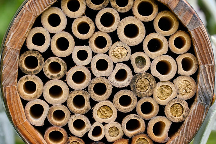 Wildlife World Bienenfass für Einzelbienen Einzelbett, Einzelbett