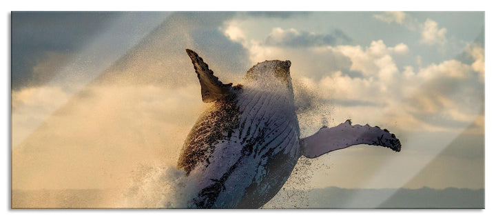 Pixxprint Glasbild Panorama, Wandbild aus Echtglas, Buckelwale Kanada, 100x40 cm, inkl. Aufhängung u