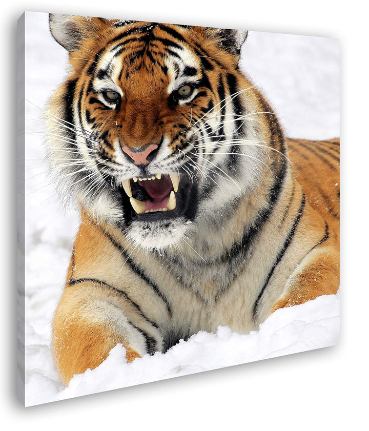 deyoli knurrender Tiger im Schnee im Format: 70x70 als Leinwandbild, Motiv fertig gerahmt auf Echtho