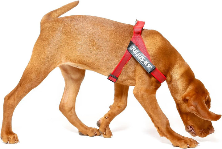 Julius-K9, Color & Gray, Beltgeschirr XS / Mini-Mini rot-grau, XS / Mini-Mini rot-grau