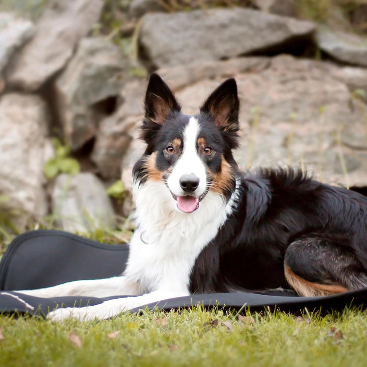 Hundematratze Cage Fit, Back on Track® - Hund - Grösse 55 x 38 cm 55x38 cm, 55x38 cm