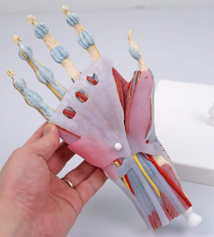 3B Scientific M33/1 Hand-Skelett-Modell mit Bändern und Muskeln + kostenlose Anatomie App - 3B Smart