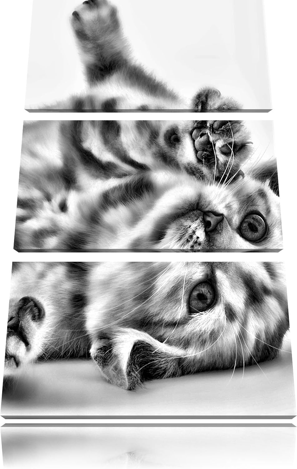 Pixxprint Kleine Katze als Leinwandbild/Grösse: 3 Teilig (120x80) / Wandbild/Kunstdruck/fertig bespa