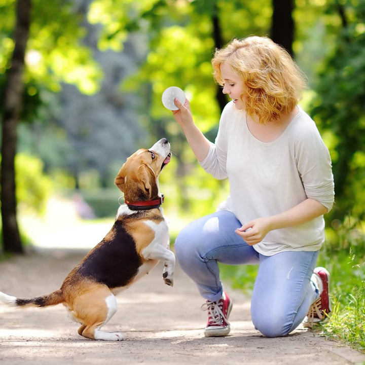 Angoily 10 Stück geruchsdosen für Hunde schnüffeldosen Hundeduft-Trainingsbox Training Hundeduft Nas
