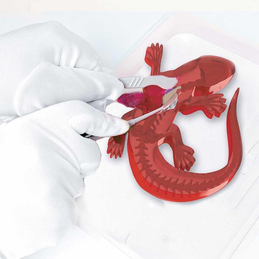 Original SLIMY Lab Dissect-IT Salamander - Experimentieren & Forschen Sezier-Set - Schleim Labor, pr