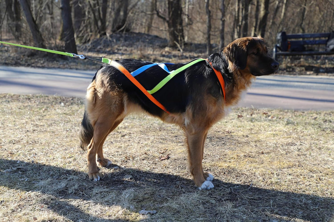 Dingo Hundegeschirre Sled Active Sydney Links Band Farbe Grün Rechts Orange Rücken Blau Canicross Do