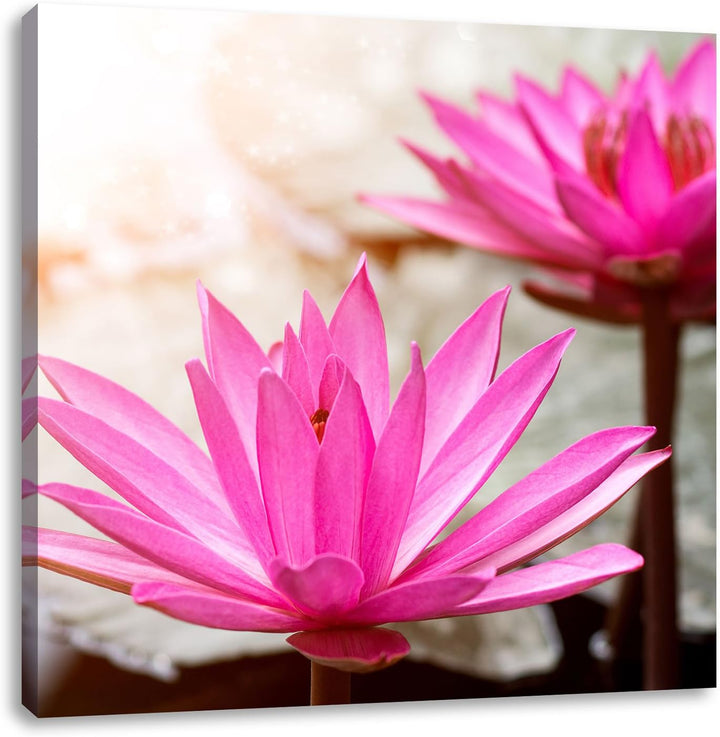 Lilafarbene Wasserlilie, Format: 70x70 auf Leinwand, XXL riesige Bilder fertig gerahmt mit Keilrahme