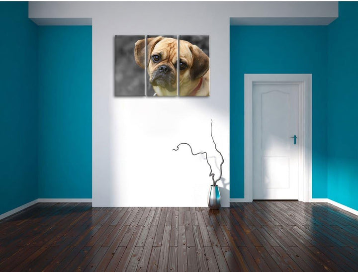 Pixxprint fragend schauender Mops Welpe B&W Detail 3-Teiler Leinwandbild 120x80 Bild auf Leinwand