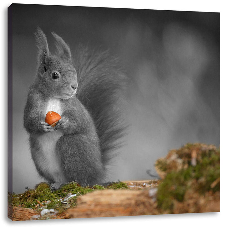 Pixxprint süsses Eichhörnchen mit Nuss als Leinwandbild/Grösse: 70x70 cm/Wandbild/Kunstdruck/fertig