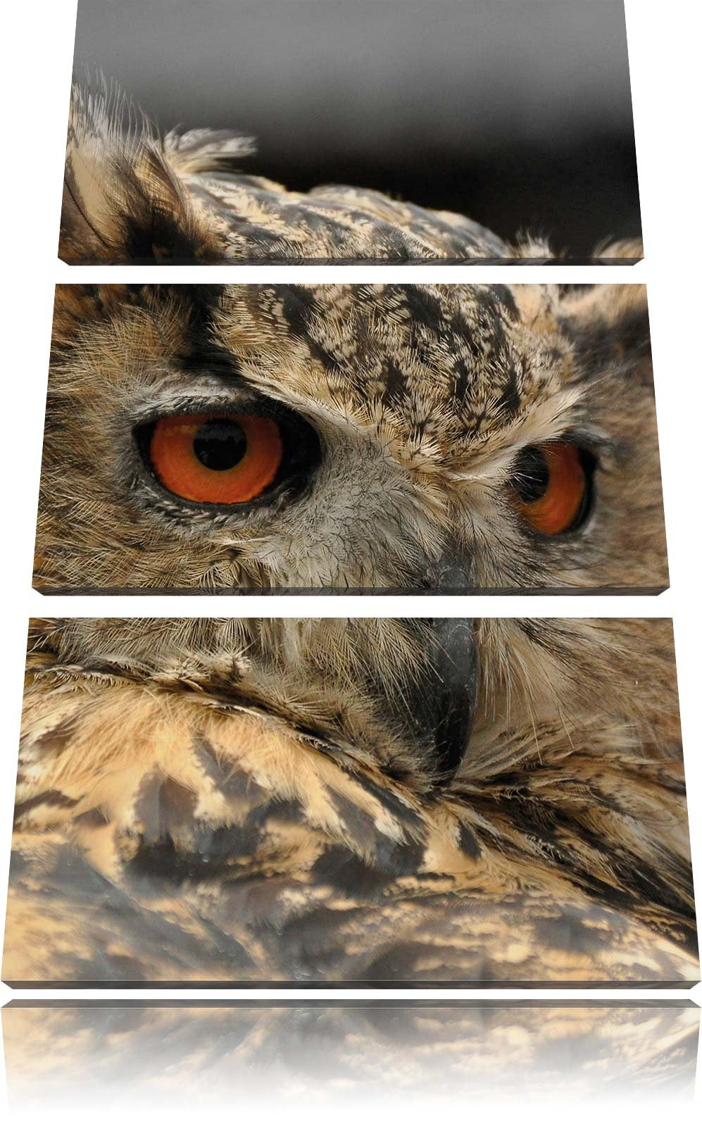 Pixxprint prächtige Waldohreule als Leinwandbild/Grösse: 3 Teilig (120x80) / Wandbild/Kunstdruck/fer