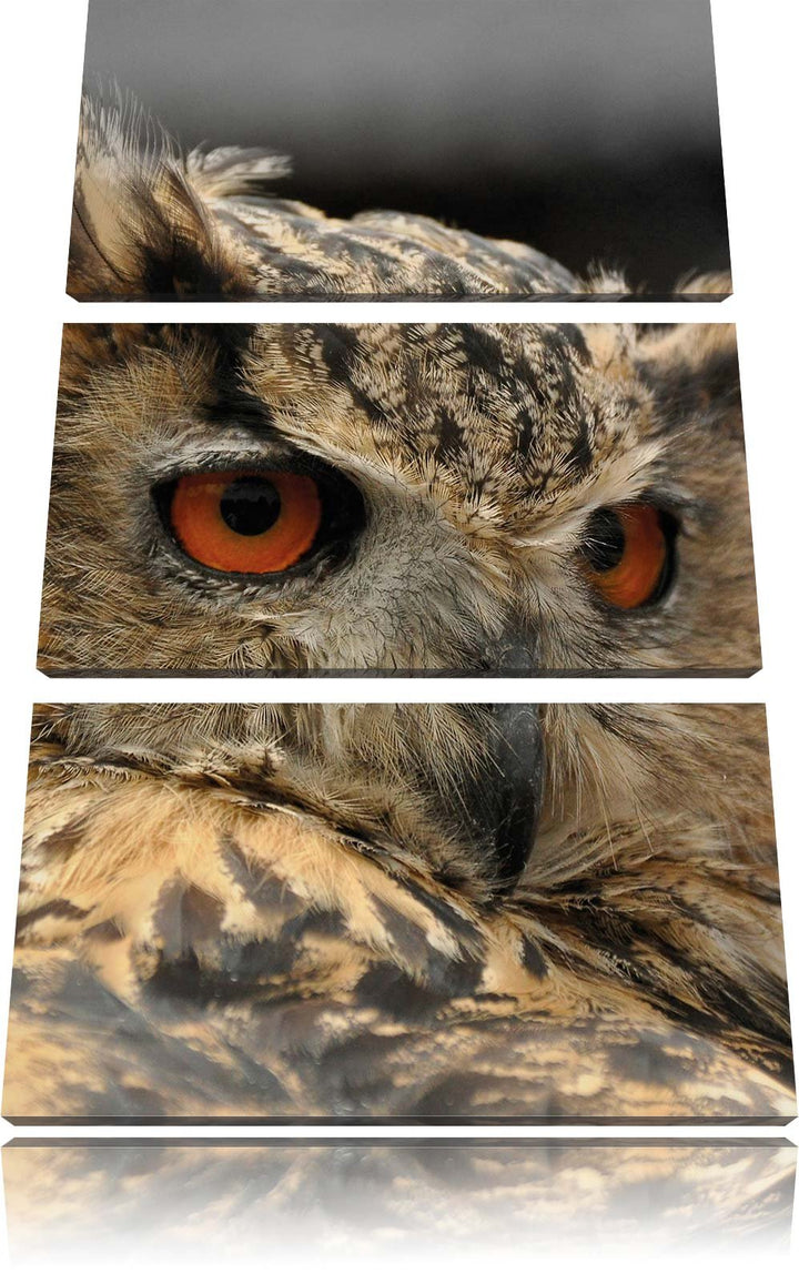 Pixxprint prächtige Waldohreule als Leinwandbild/Grösse: 3 Teilig (120x80) / Wandbild/Kunstdruck/fer