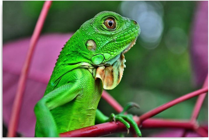 Feeby. Wandbild - 1 Teilig - 70x100 cm, Leinwand Bild Leinwandbilder Bilder Wandbilder Kunstdruck, E