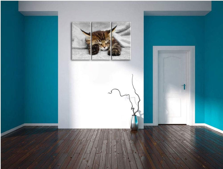 Pixxprint schlafende Katze mit grossen Ohren als Leinwandbild | Grösse: 3 Teilig (120x80) | Wandbild