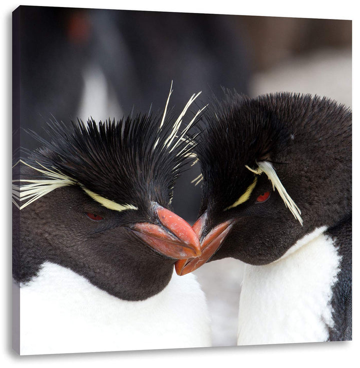 Pinguin Kuss, Format: 70x70 auf Leinwand, XXL riesige Bilder fertig gerahmt mit Keilrahmen, Kunstdru
