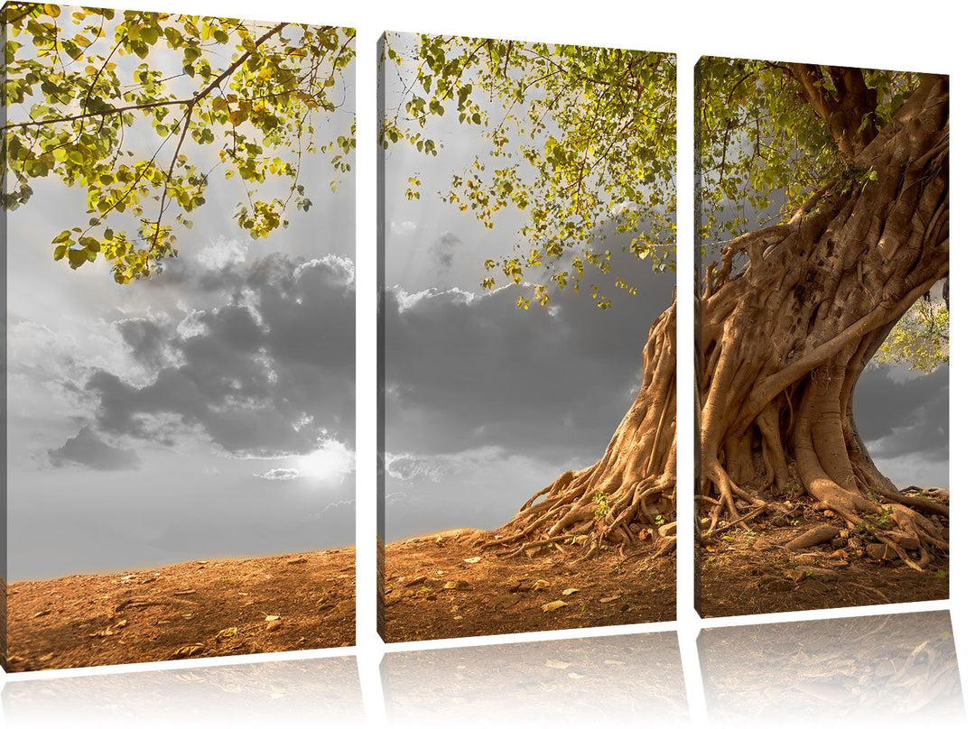 Pixxprint Baum als Leinwandbild/Grösse: 3 Teilig (120x80 cm) cm/Wandbild/Kunstdruck/fertig bespannt