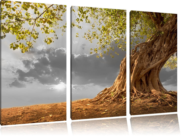 Pixxprint Baum als Leinwandbild/Grösse: 3 Teilig (120x80 cm) cm/Wandbild/Kunstdruck/fertig bespannt