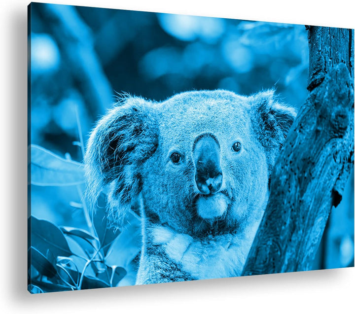 deyoli kleiner Süsser Koala Format 80x60 Effekt: Monocrome Blau als Leinwandbild, Motiv fertig gerah