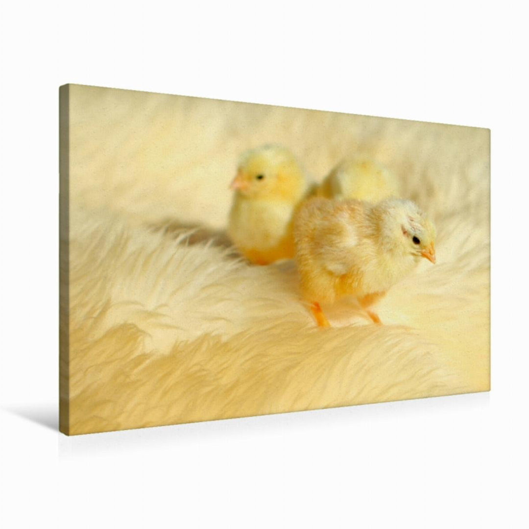 Premium Textil-Leinwand 75 x 50 cm Quer-Format Drei niedliche Küken | Wandbild, HD-Bild auf Keilrahm