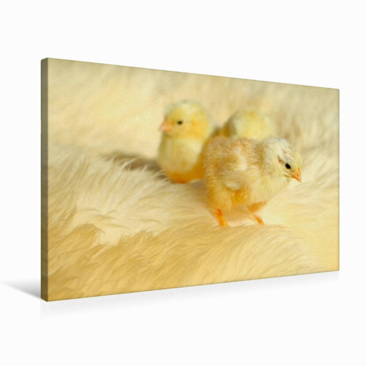 Premium Textil-Leinwand 75 x 50 cm Quer-Format Drei niedliche Küken | Wandbild, HD-Bild auf Keilrahm