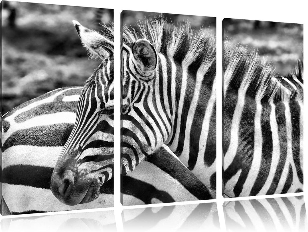 Pixxprint prächtiges Zebra als Leinwandbild | Grösse: 3 Teilig (120x80) | Wandbild| Kunstdruck | fer