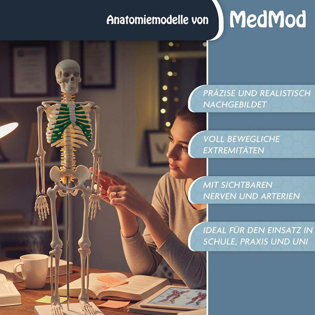 Anatomie Skelett 87 cm, detailliertes menschliches Skelett aus PVC mit Spinalnerven, Arterien und Ba