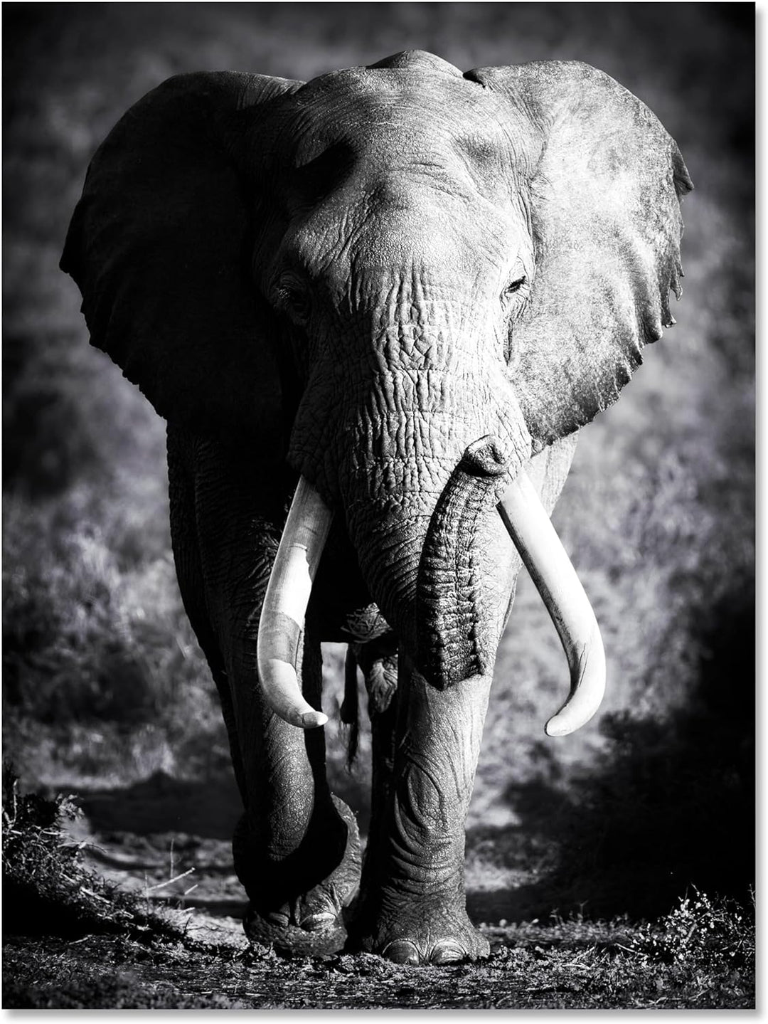 wandmotiv24 Leinwandbild Tiere 60x45cm, Hochformat, Elefant, Deko, Bilder auf Leinwand, Wanddeko, XX